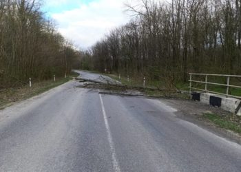 Негода наробила лиха на Тернопільщині: вітер повалив 30 дерев на дороги державного значення