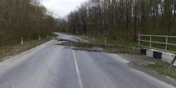 Негода наробила лиха на Тернопільщині: вітер повалив 30 дерев на дороги державного значення