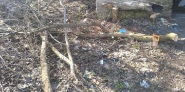 На Тернопільщині троє чоловіків незаконно вирубували дерева: їм загрожує до 5 років позбавлення волі