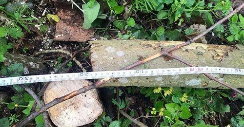 Жителя Скалатської громади спіймали на незаконній рубці дерев у заповіднику