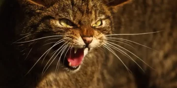 Дві жінки з Іване-Пустенської громади заразилися сказом від домашнього кота