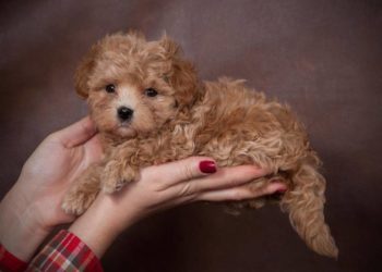 20-річна тернополянка стала жертвою шахраїв, намагаючись купити цуценя онлайн