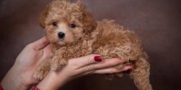 20-річна тернополянка стала жертвою шахраїв, намагаючись купити цуценя онлайн