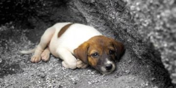 Жорстоке поводження з тваринами у Тернополі: невідомі отруїли собаку