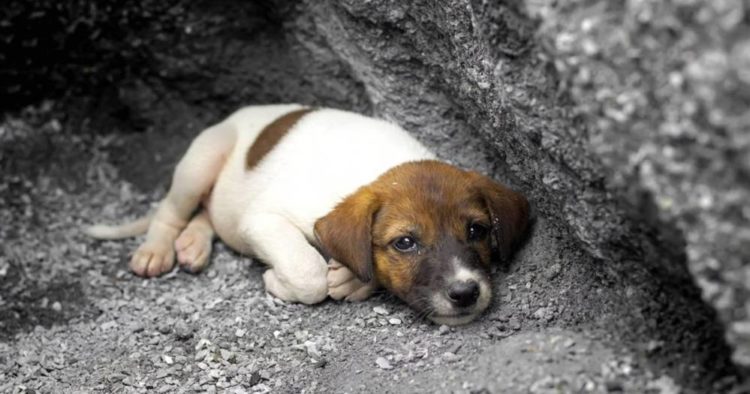 Жорстоке поводження з тваринами у Тернополі: невідомі отруїли собаку