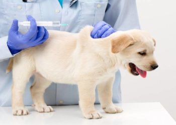 Вакцинація домашніх тварин