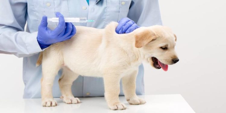 Вакцинація домашніх тварин