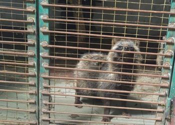 Знущання з тварин