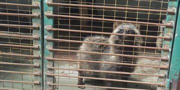 Знущання з тварин