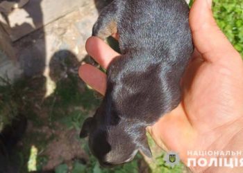 закопала цуценят