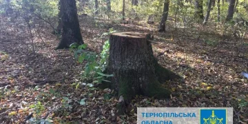 ліс