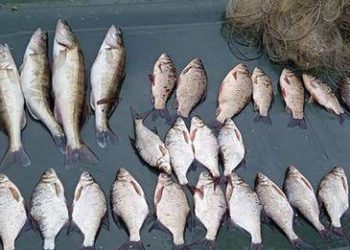 Жителя Заліщицької громади затримали на браконьєрстві: чоловік завдав збитків державі на 70 тисяч гривень