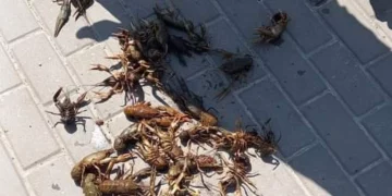 незаконний вилов раків