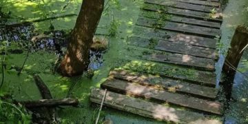 Нещасний випадок в Підволочиській громаді:  81-річна жінка впала у потічок і загинула