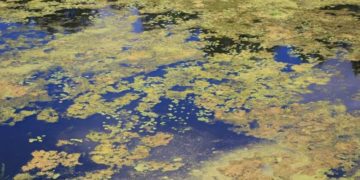 забруднення річки на Тернопільщині