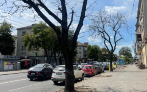 На центральній вулиці Тернополя зріжуть 24 каштани