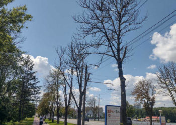 у Тернополі зрізають сухі дерева