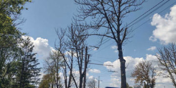 у Тернополі зрізають сухі дерева