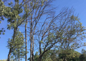 у Тернополі будуть зрізати сухі дерева