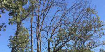 у Тернополі будуть зрізати сухі дерева