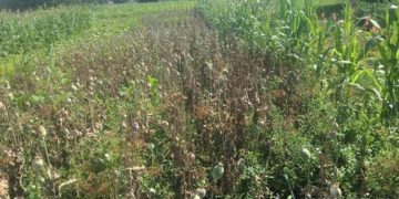 незаконне вирощування маку