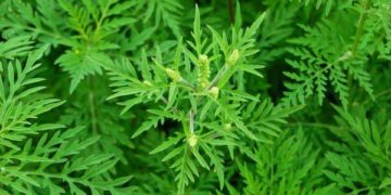 небезпечна рослина