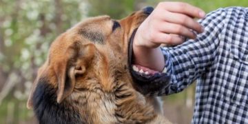 сказ у тварин