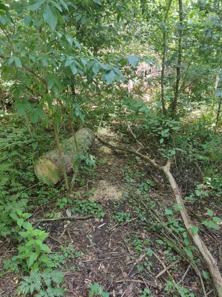 незаконна порубка дерев на Тернопільщині
