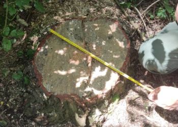 незаконна порубка дерев на Тернопільщині