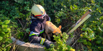 на Тернопільщині рятувальники спасли собаку