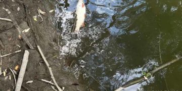 у річці на Тернопільщині загинула риба