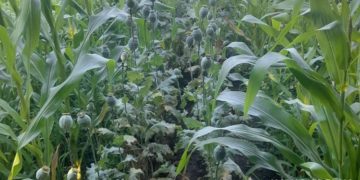 посів снодійного маку