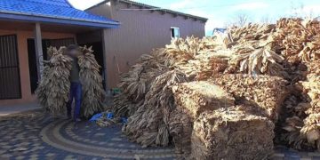 Поліція Тернопільщини викрила злочинну групу, яка займалася нелегальним виробництвом тютюну