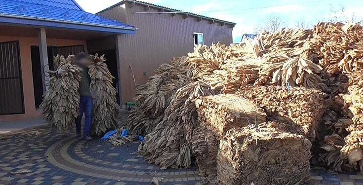 Поліція Тернопільщини викрила злочинну групу, яка займалася нелегальним виробництвом тютюну