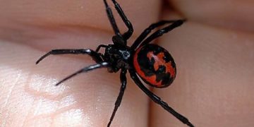 Каракурт. Ілюстративне фото