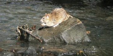 на Тернопільщині школяр помер від рідкісної хвороби