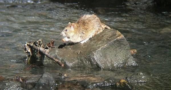 на Тернопільщині школяр помер від рідкісної хвороби