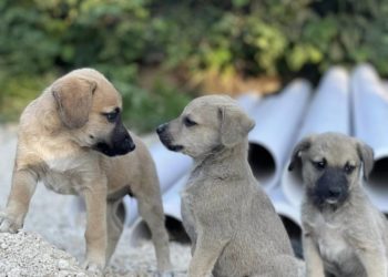 на Тернопільщині невідомі вбили собаку