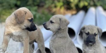 на Тернопільщині невідомі вбили собаку