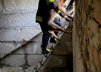 рятувальники допомогли собаці вибратися з пастки