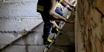 рятувальники допомогли собаці вибратися з пастки