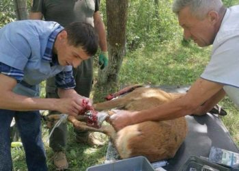 В ДТП на Тернопільщині потрапила козуля