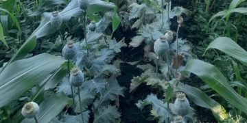 на Тернопільщині виявили поле маку