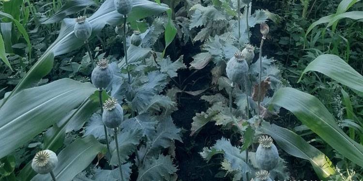 на Тернопільщині виявили поле маку