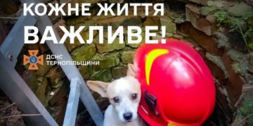 рятувальники спасли собаку