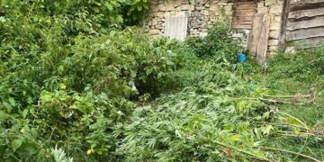 Бучацька поліція виявила посів коноплі