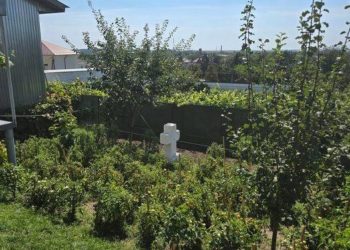 посадили помідори на могилі