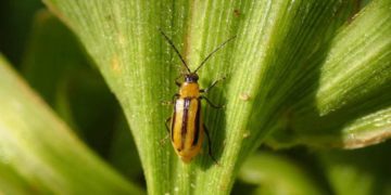 Карантинний режим