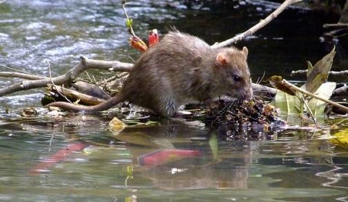 двоє людей захворіли на лептоспіроз