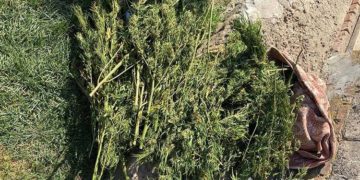 на Тернопільщині виявили посіви наркотичної речовини